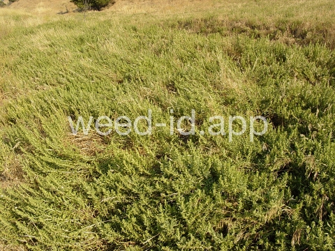 sumpweed, poverty